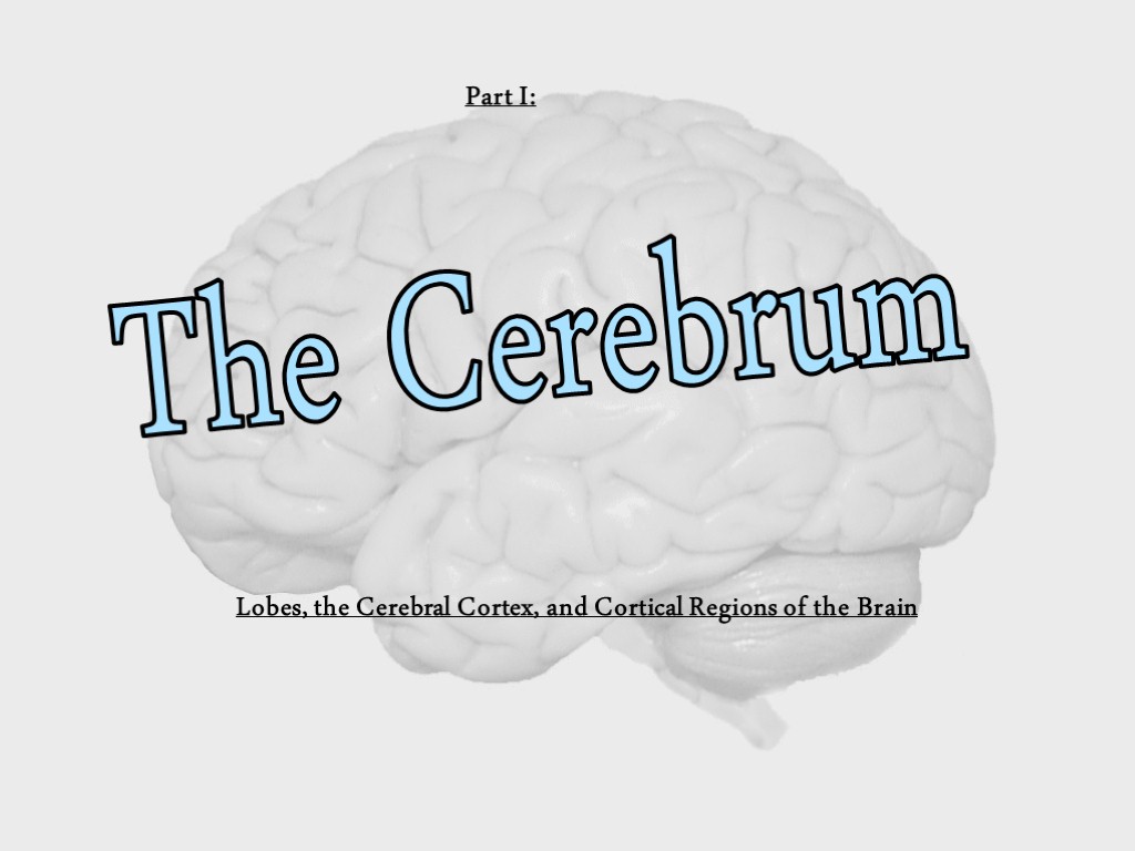 The Cerebrum Part I: Lobes, the Cerebral Cortex, and Cortical Regions of the Brain